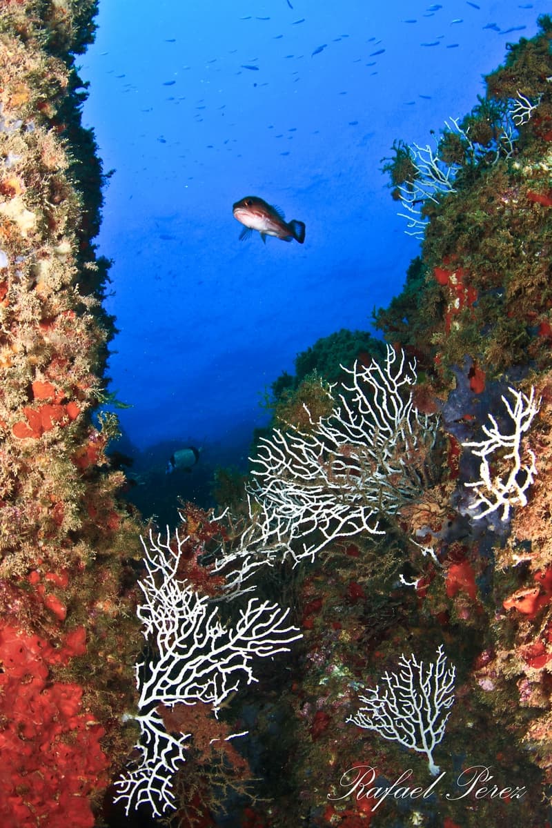 Societat d'Exploracions Submarines de Tarragona - natacion in Tarragona