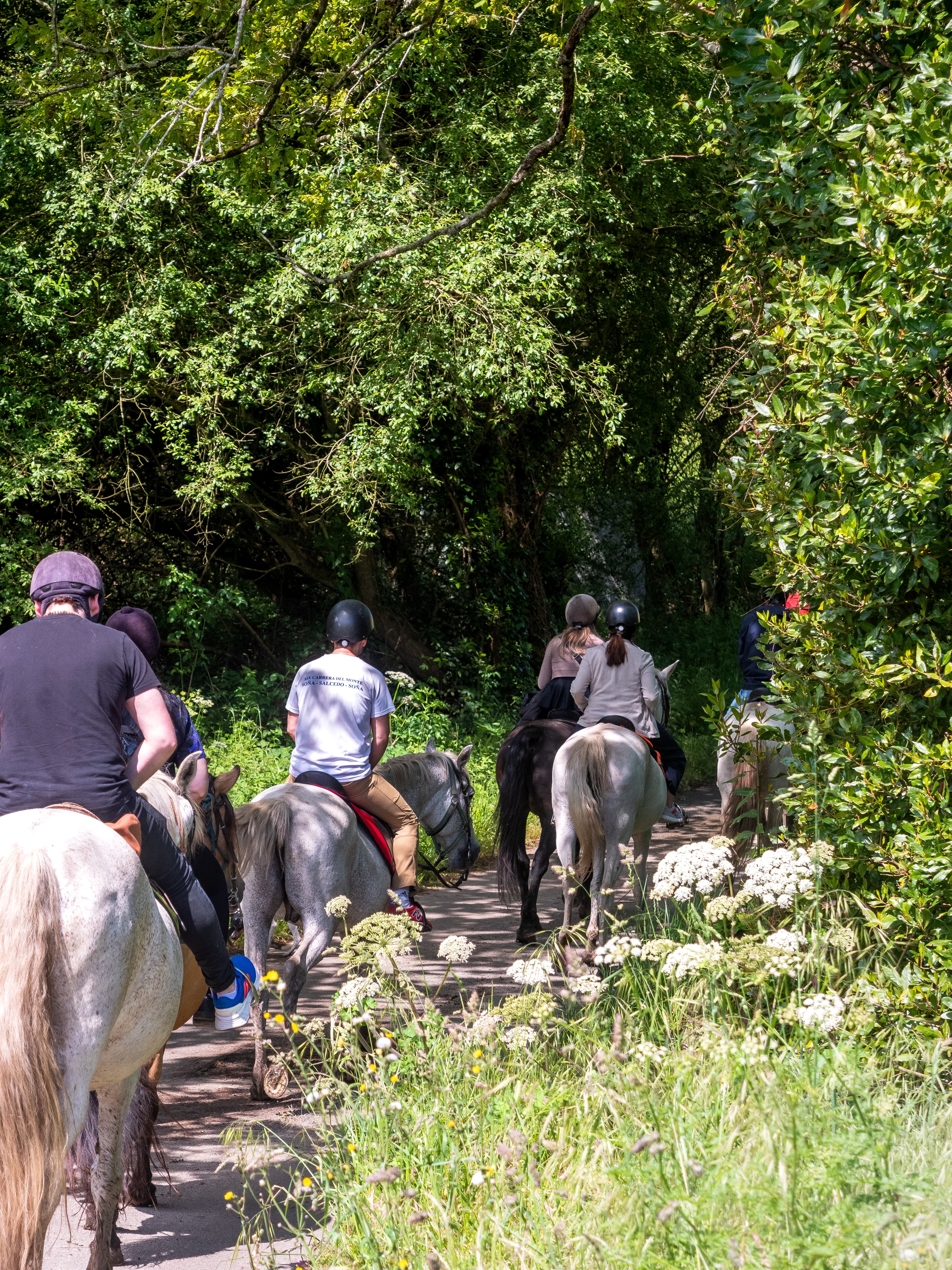 Coge las riendas - hipica in Vega