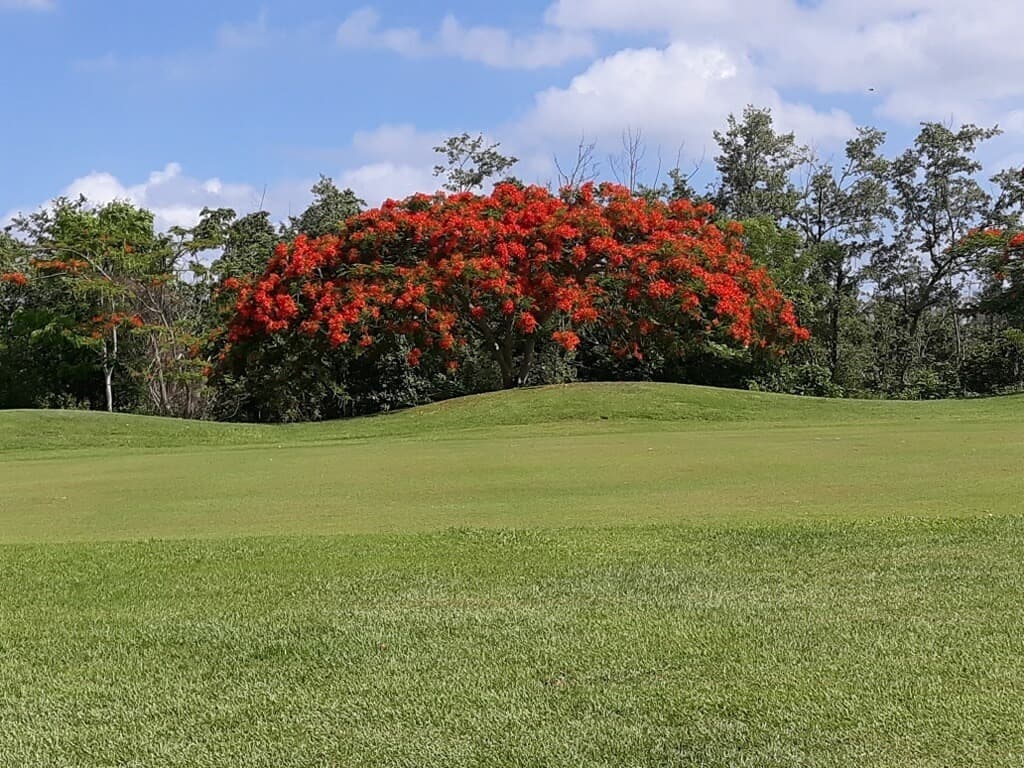 Monstagedegolf - golf in Biarritz