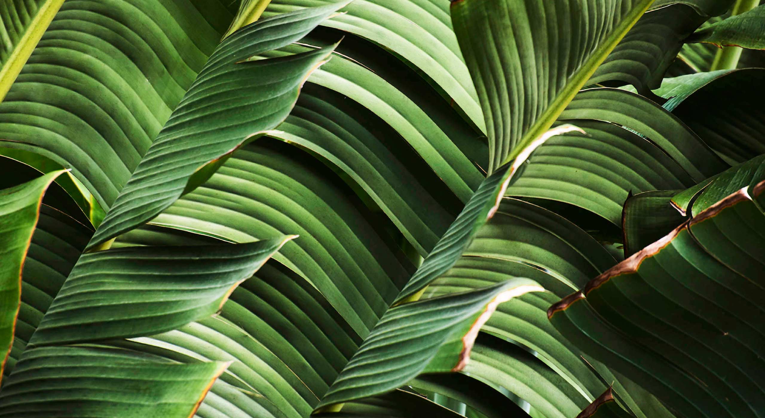 The Beach Club Surfing School - surf 