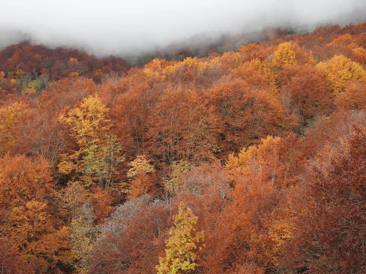 Valles y Cumbres. Guías de la Montaña Palentina - ski in Loma de Castrejón