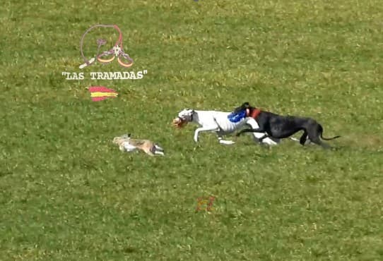 Campo de Carreras Las Tramadas - karate 